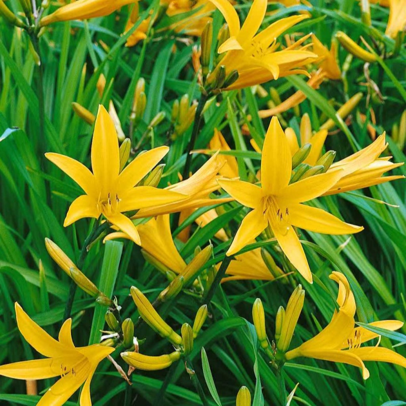 黄花菜