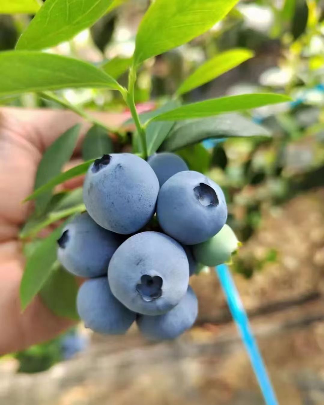  大连蓝莓   