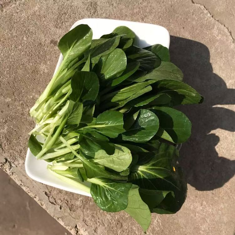 鸡毛菜